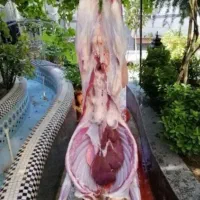 شیشک ،قوچ ،بره نر ،/بزرگ ترین دامداری|حیوانات مزرعه|قم, یزدانشهر|دیوار