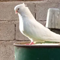 کبوتر نر سفید چشم پرتقالی