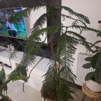 کاج مطبق دوقلو