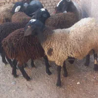 ۸راس بره نره چاق