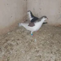 جفتی|پرنده|شیروان (خراسان), |دیوار