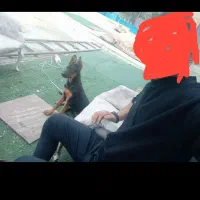 تول سگ ژرمن ۴ ماه