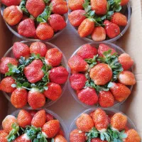 بوته ونشائ توت فرنگی|خدمات باغبانی و درختکاری|موچش, |دیوار