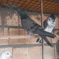 کبوتر پرشی چاهستان بارجدید|پرنده|بندرعباس, |دیوار