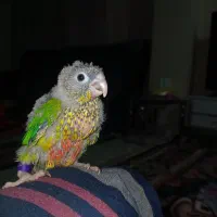 گرینچیک ۱ماهه