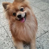 سگ پامرانین