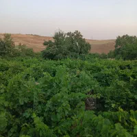 فروش باغ انگور در روستای گیجالی پایین|فروش دفتر صنعتی، کشاورزی، تجاری|بروجرد, |دیوار