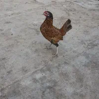 یک عدد مرغ