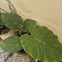 گل بابا آدم با گلدان
