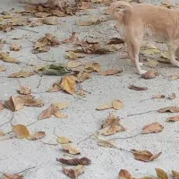 دو عدد سگ|سگ|فارسان, |دیوار