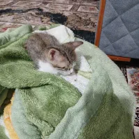 واگذاری بچه گربه