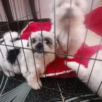 شیتزو عروسکی|سگ|لاهیجان, انقلاب|دیوار