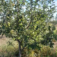 سیب|خوردنی و آشامیدنی|نمین, |دیوار