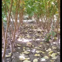 فروش نهال پاییزه تحویل سر خزانه گناباد|گل و گیاه طبیعی|گناباد, |دیوار