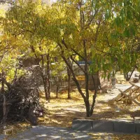 باغ فروشی بهمن|فروش دفتر صنعتی، کشاورزی، تجاری|آباده, |دیوار