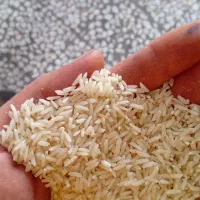 برنج هاشمی الموت