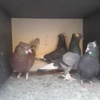 کفتر ساعت سنگین (بشرط) بصورت فروش یکجایی درخدمتم|پرنده|فردیس, سپید دشت|دیوار