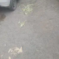 ماسه رایگان