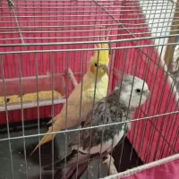 عروس هلندی مولد|پرنده|فولادشهر, C2|دیوار