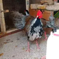 پرنده زینتی سیلور امریکایی بلژیکی و لیدی طاووس|پرنده|شیراز, امام حسین|دیوار