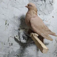 کبوتر|پرنده|شیراز, شهرک قمشه|دیوار