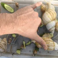 حلزون|خزنده|بجنورد, |دیوار