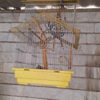 قفس پرنده نو می‌باشد