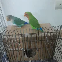 پرنده|پرنده|محمدیه-قزوین, |دیوار