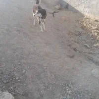 سگ ماده هاسکی ۹ ماه زیبا