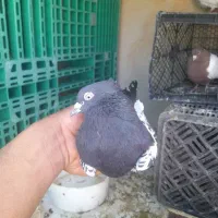 کبوتر سینه سیاه بزن عطیقه