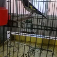 سهره ماده حلقه پا