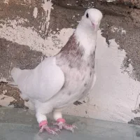 کبوتر طوقی|پرنده|اردل, |دیوار