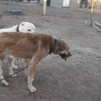 گمشده یک عدد سگ ماده زرد رنگ قلاده داره