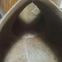 تار حرفه ای کاسه توت بزرگ ده ساله|سازهای سنتی|تهران, وردآورد|دیوار