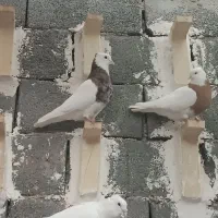 طوقی|پرنده|نهبندان, |دیوار