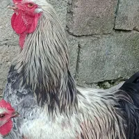 خروس امپراتور/برهما|حیوانات مزرعه|قائم‌شهر, |دیوار