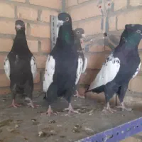 سینه سیاه|پرنده|شیراز, دروازه اصفهان|دیوار