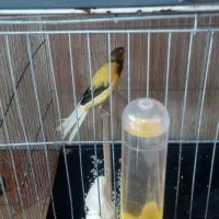 سهره و قناری فوری فروشی