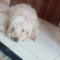 واگذاری رایگان سگ