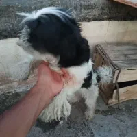 سگ تربیت شده و واکسن خورده