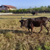 یک راس تلم محلی