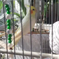 عروس هلندی ماده|پرنده|نقده, |دیوار