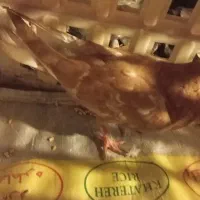 جراحی|پرنده|چمران, |دیوار