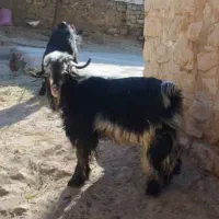 بز نر یکساله|حیوانات مزرعه|کارزان, |دیوار