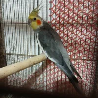 عروس هلندی رام وسخنگو مولد|پرنده|کلاچای, |دیوار