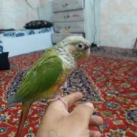 طوطی گرینچیک سالم سر حال فول اشتی|پرنده|بندرعباس, |دیوار