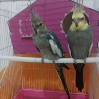 عروس هولندی جفت سرحال