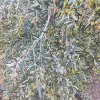 کارگر و شخم