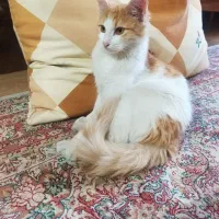 گربه ملوس،نژاد DLH