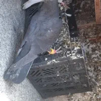 کفتر زاغ المانی|پرنده|پاکدشت, پاکدشت (مامازند)|دیوار